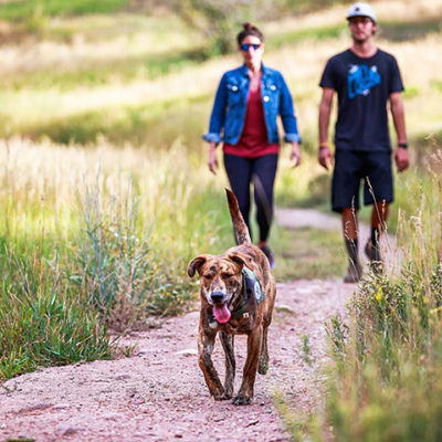 How to entertain, what to feed and where to go with your mountain pooch