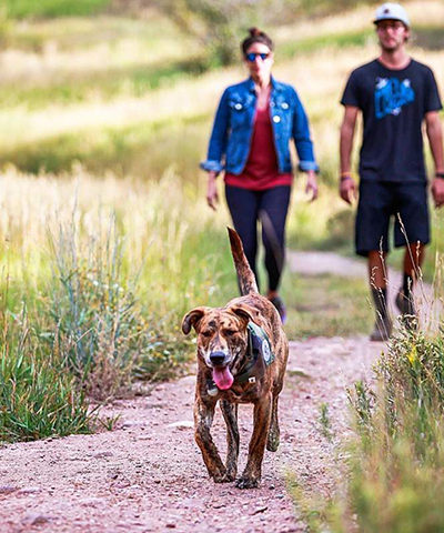 Odin, a brindle lab-mix, walks ahead of Michelle Luarita and Jason Funk, of Avon, recently on Meadow Mountain Trail