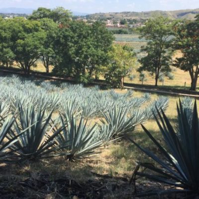 A Taste Of Tequila, Mexico