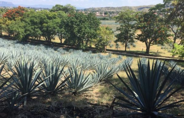 Tequila Agave